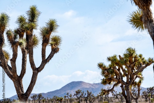 Obraz na płótnie Joshua Trees, cacti, and other succulents and plants as seen on a bright summer day at in sunny Southern California w salonie