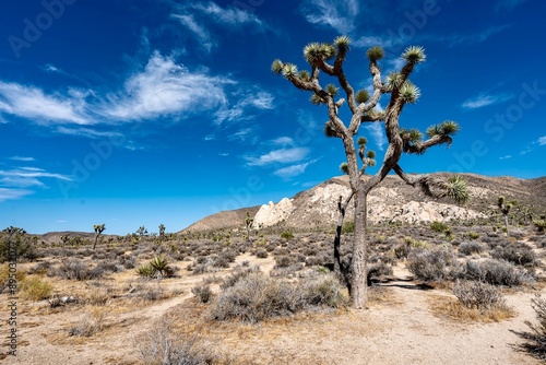 Obraz na płótnie Joshua Trees, cacti, and other succulents and plants as seen on a bright summer day at in sunny Southern California w salonie