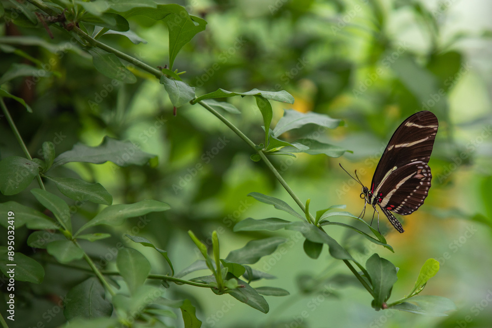 Zebra butterfly with striped wings resting on green leaves Zebra butterfly with striped wings resting on green leaves