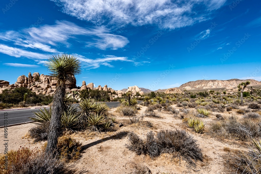 Joshua Trees, cacti, and other succulents and plants as seen on a bright summer day at in sunny Southern California Joshua Trees, cacti, and other succulents and plants as seen on a bright summer day at in sunny Southern California