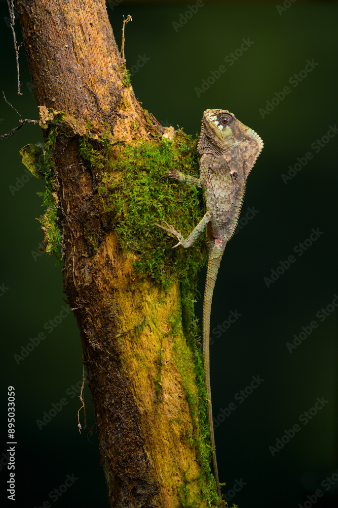 smooth helmeted iguana in rainforest of Panama smooth helmeted iguana in rainforest of Panama