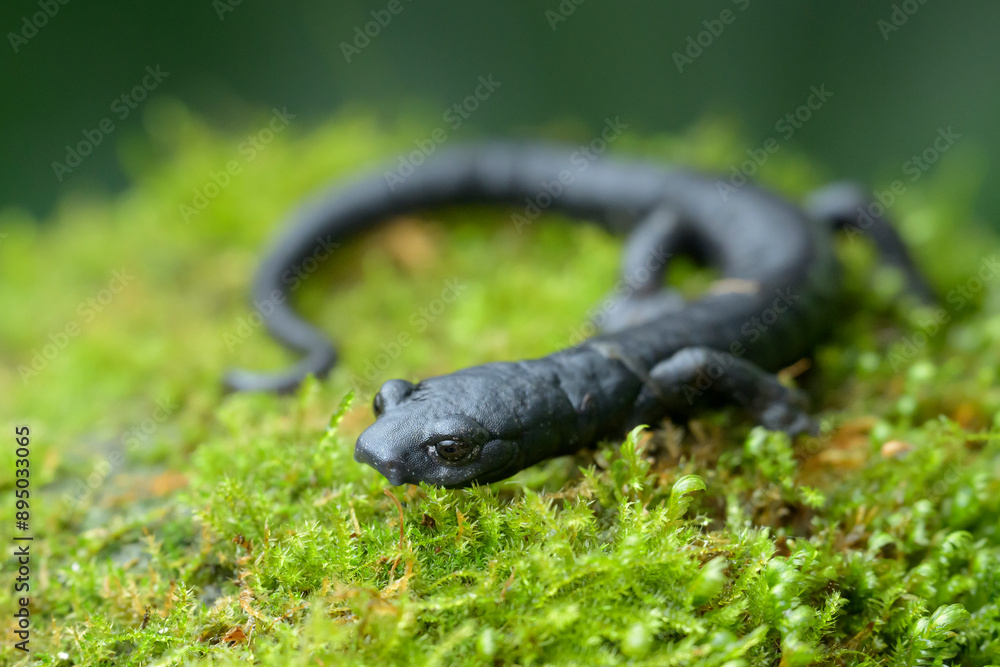 magnificent web-footed salamander from Volcan Baru National Park magnificent web-footed salamander from Volcan Baru National Park