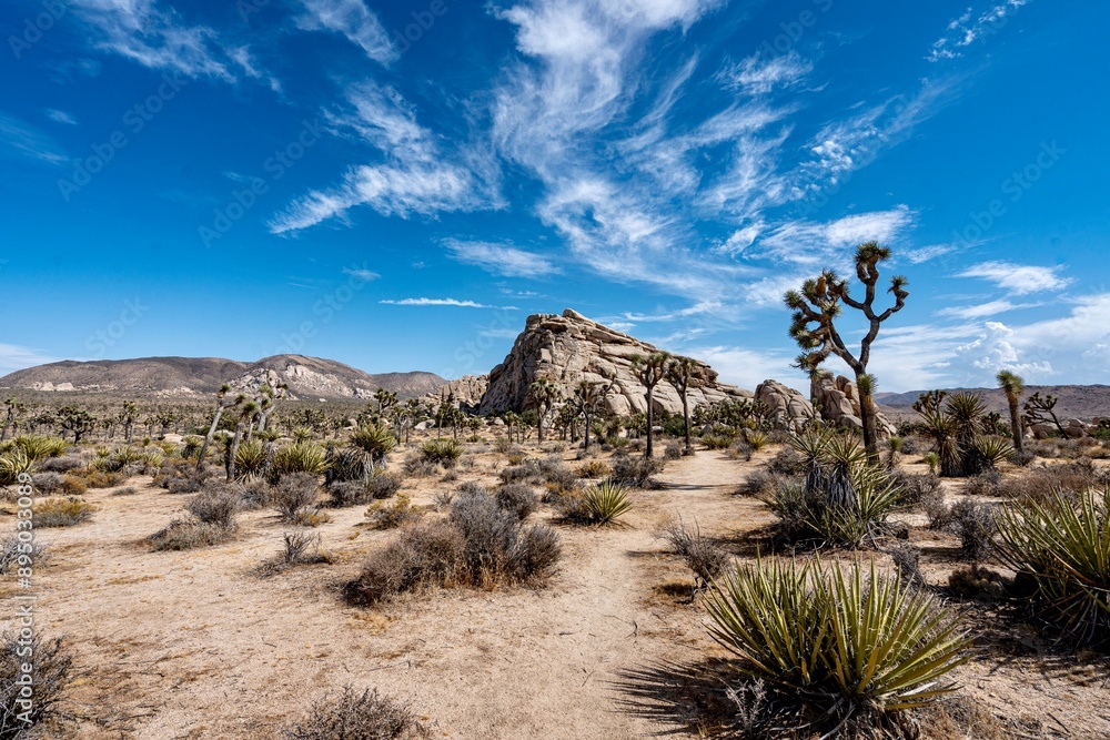 Joshua Trees, cacti, and other succulents and plants as seen on a bright summer day at in sunny Southern California