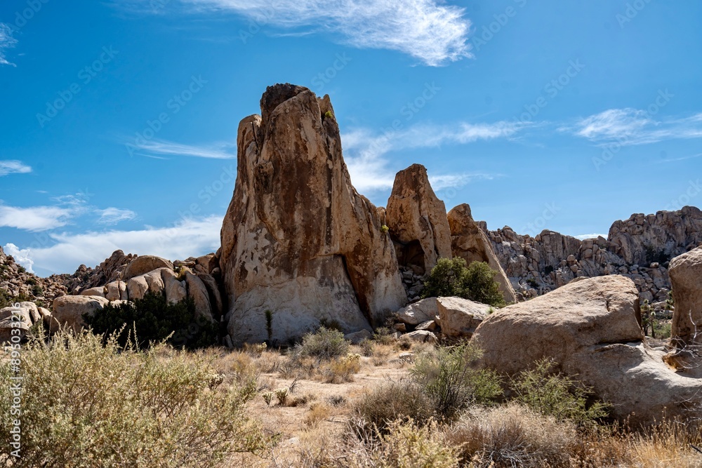 Joshua Trees, cacti, and other succulents and plants as seen on a bright summer day at in sunny Southern California