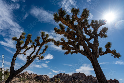 Obraz na płótnie Joshua Trees, cacti, and other succulents and plants as seen on a bright summer day at in sunny Southern California w salonie