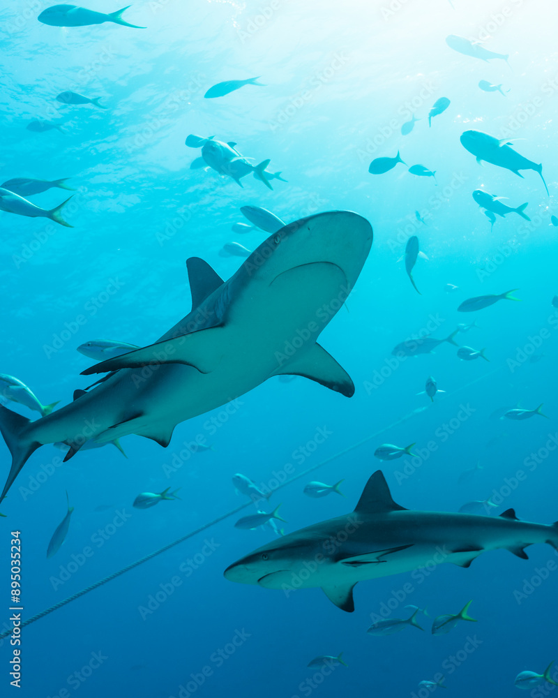 Sharks circle beneath the surface in clear blue Caribbean waters Sharks circle beneath the surface in clear blue Caribbean waters