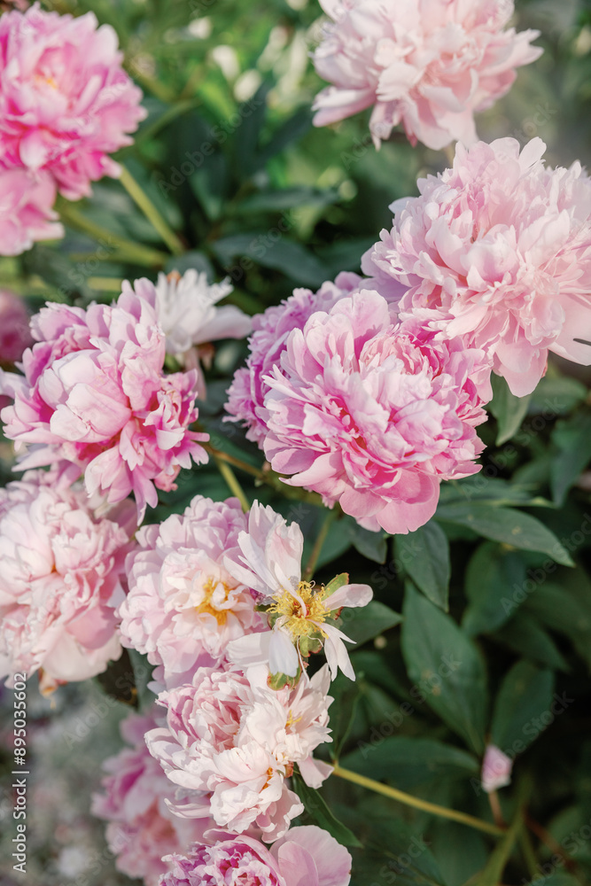Vibrant pink peonies in full bloom, showcasing natural beauty Vibrant pink peonies in full bloom, showcasing natural beauty
