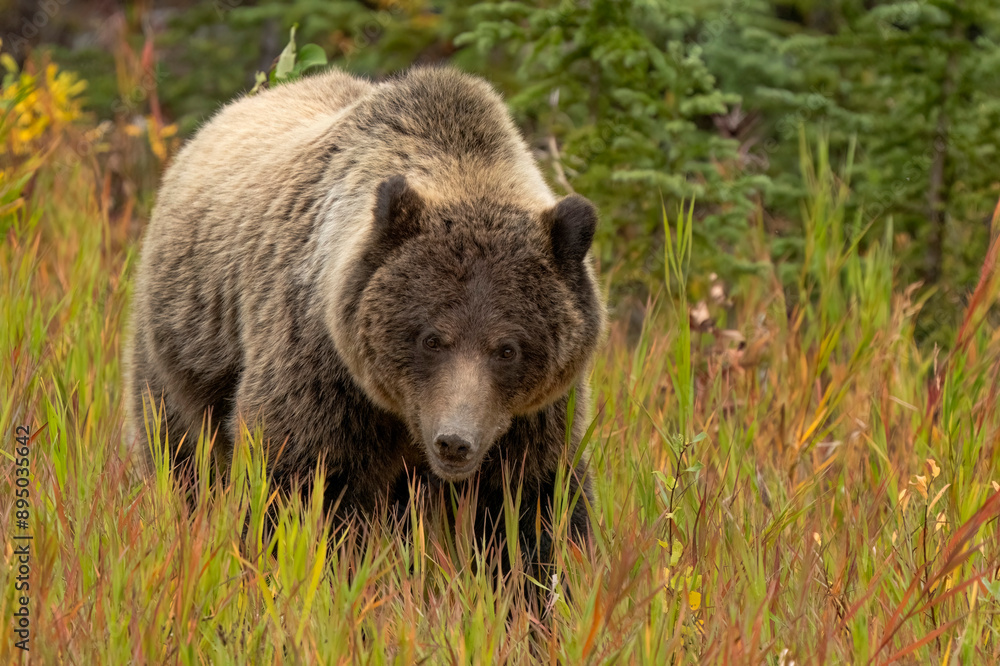 Close-up portrait of a grizzly bear (Ursus arctos horribilis) foraging for roots along a roadside meadow; Whitehorse, Yukon, Canada Close-up portrait of a grizzly bear (Ursus arctos horribilis) foraging for roots along a roadside meadow; Whitehorse, Yukon, Canada
