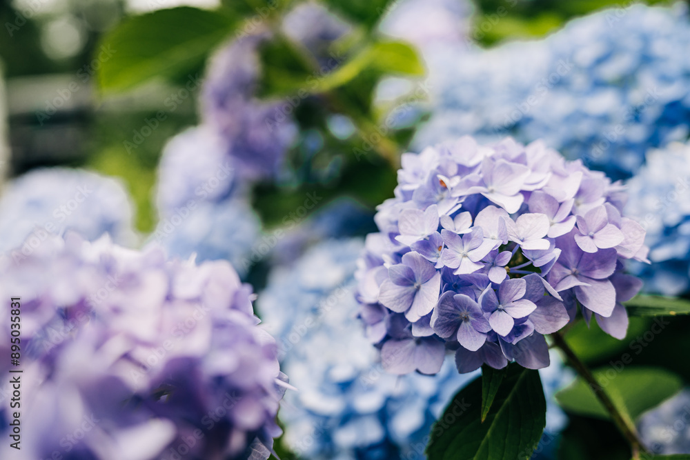 Close-up of vibrant purple and blue hydrangea flowers in full bloom Close-up of vibrant purple and blue hydrangea flowers in full bloom
