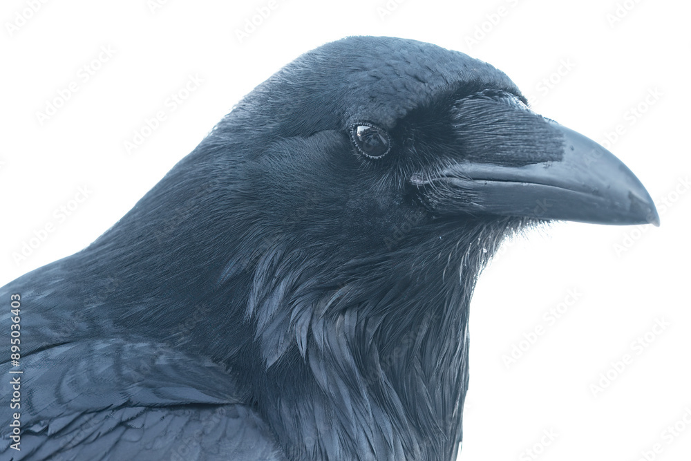 Close-up portrait of a common raven (Corvus corax) against a white sky; Whitehorse, Yukon, Canada Close-up portrait of a common raven (Corvus corax) against a white sky; Whitehorse, Yukon, Canada
