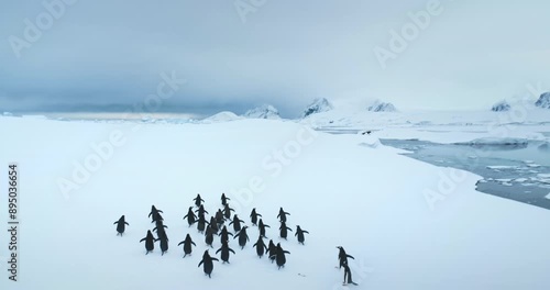 Big group of penguins running Antarctic snowy field. Snow-covered landscape with mountains and polar ocean coast. Sea birds colony migration. Explore wildlife sea birds in Antarctica. Aerial footage