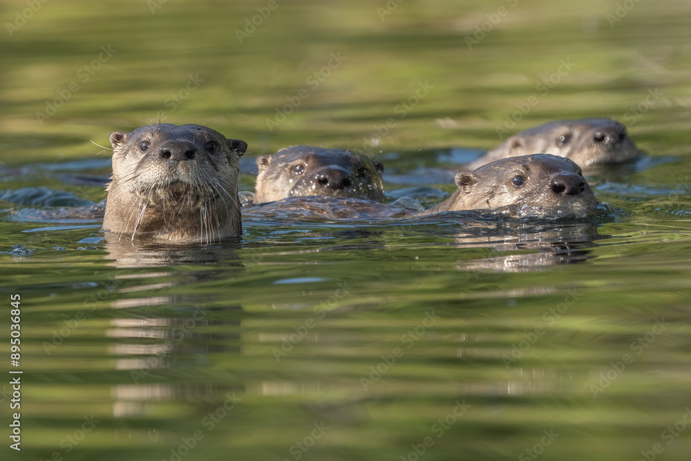 River otters (Lontra canadensis) swim together in Tarfu Lake in the Yukon; Yukon, Canada River otters (Lontra canadensis) swim together in Tarfu Lake in the Yukon; Yukon, Canada