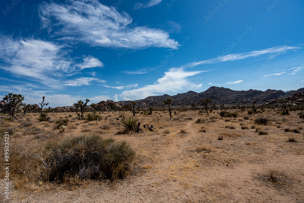 Joshua Trees, cacti, and other succulents and plants as seen on a bright summer day at in sunny Southern California