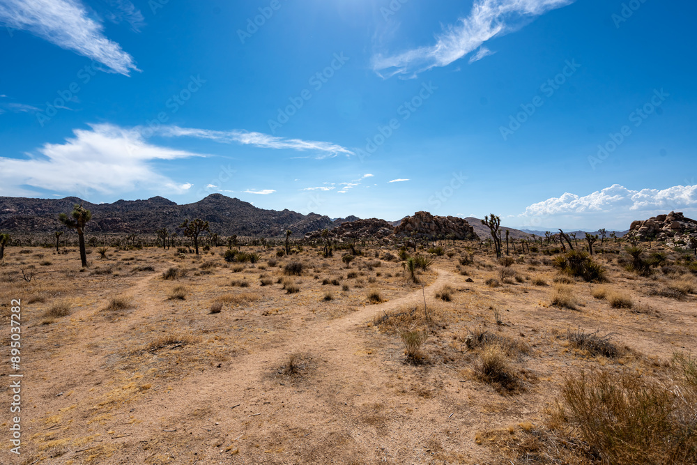 Joshua Trees, cacti, and other succulents and plants as seen on a bright summer day at in sunny Southern California