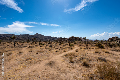Obraz na płótnie Joshua Trees, cacti, and other succulents and plants as seen on a bright summer day at in sunny Southern California w salonie