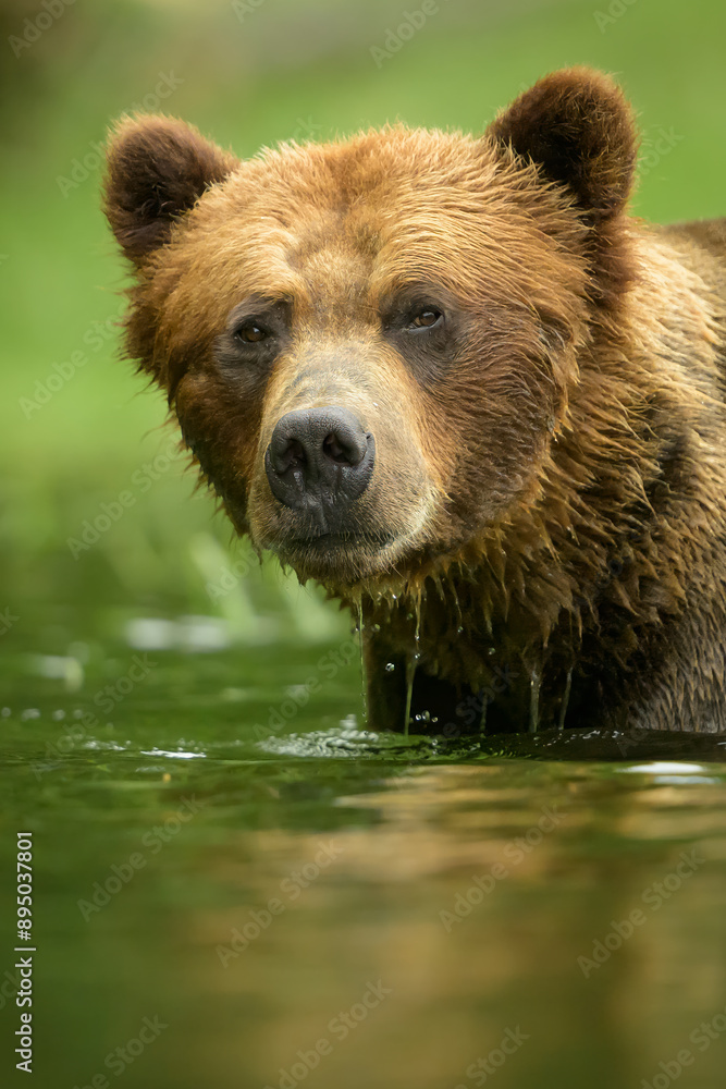 Large male brown bear portrait in water Large male brown bear portrait in water