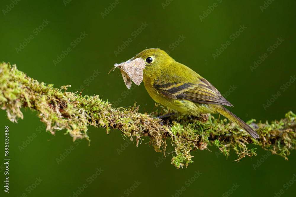 yellowish flycatcher with moth in cloud forest of Panama yellowish flycatcher with moth in cloud forest of Panama