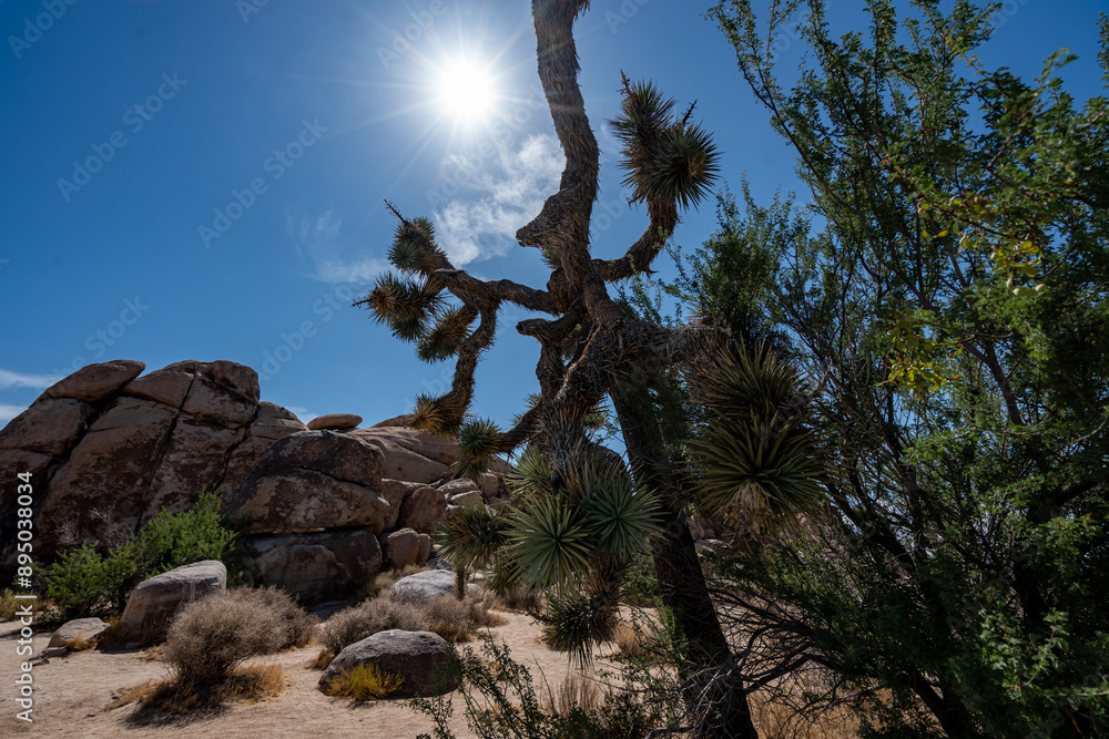 Joshua Trees, cacti, and other succulents and plants as seen on a bright summer day at in sunny Southern California