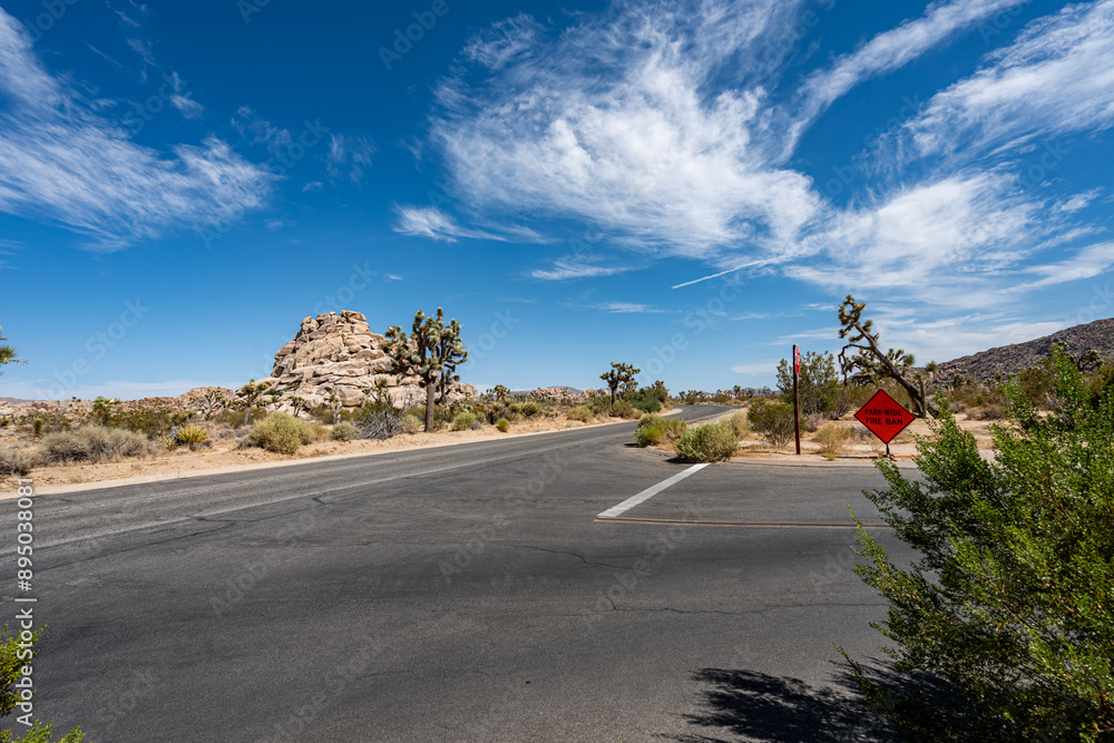 Joshua Trees, cacti, and other succulents and plants as seen on a bright summer day at in sunny Southern California