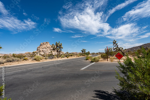Obraz na płótnie Joshua Trees, cacti, and other succulents and plants as seen on a bright summer day at in sunny Southern California w salonie