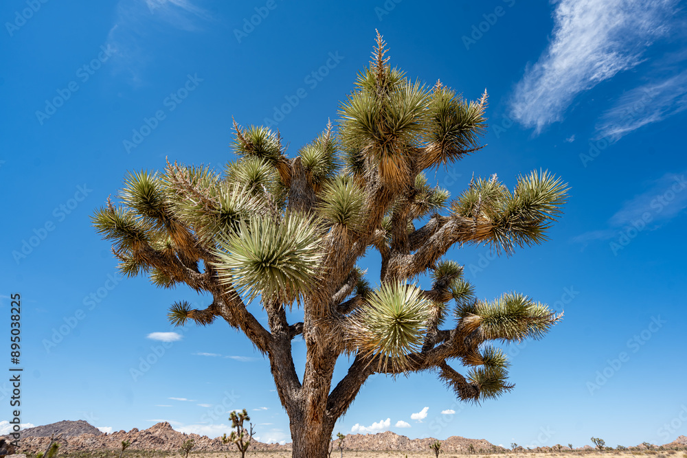 Joshua Trees, cacti, and other succulents and plants as seen on a bright summer day at in sunny Southern California