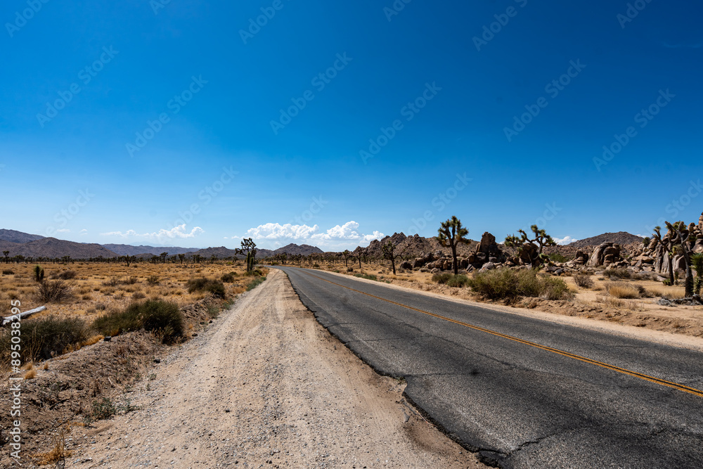 Joshua Trees, cacti, and other succulents and plants as seen on a bright summer day at in sunny Southern California