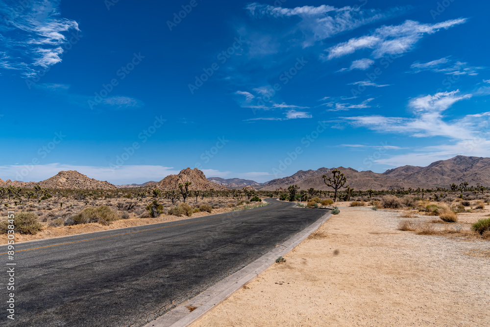 Joshua Trees, cacti, and other succulents and plants as seen on a bright summer day at in sunny Southern California Joshua Trees, cacti, and other succulents and plants as seen on a bright summer day at in sunny Southern California