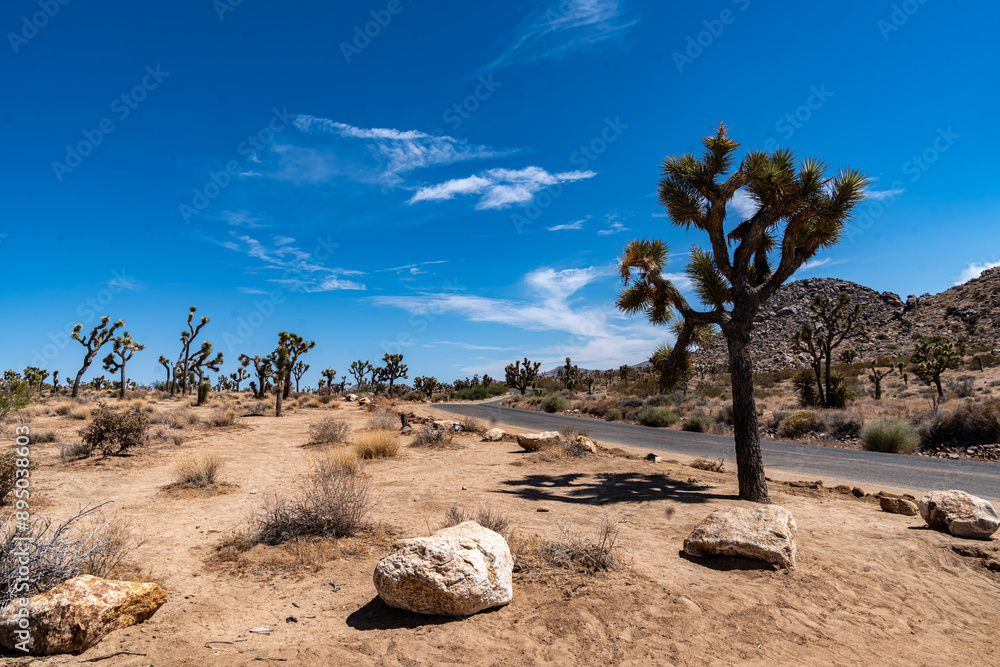 Joshua Trees, cacti, and other succulents and plants as seen on a bright summer day at in sunny Southern California