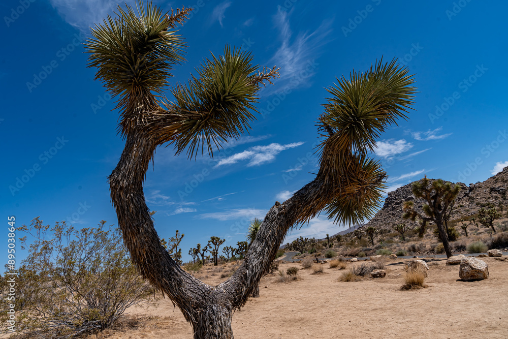 Joshua Trees, cacti, and other succulents and plants as seen on a bright summer day at in sunny Southern California