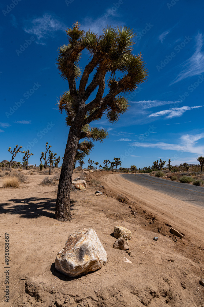Joshua Trees, cacti, and other succulents and plants as seen on a bright summer day at in sunny Southern California