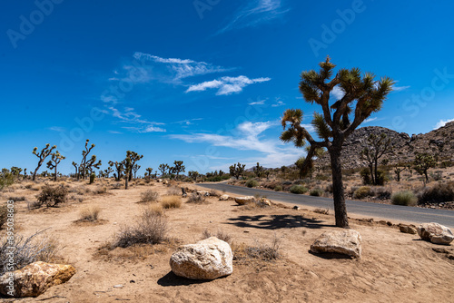 Obraz na płótnie Joshua Trees, cacti, and other succulents and plants as seen on a bright summer day at in sunny Southern California w salonie