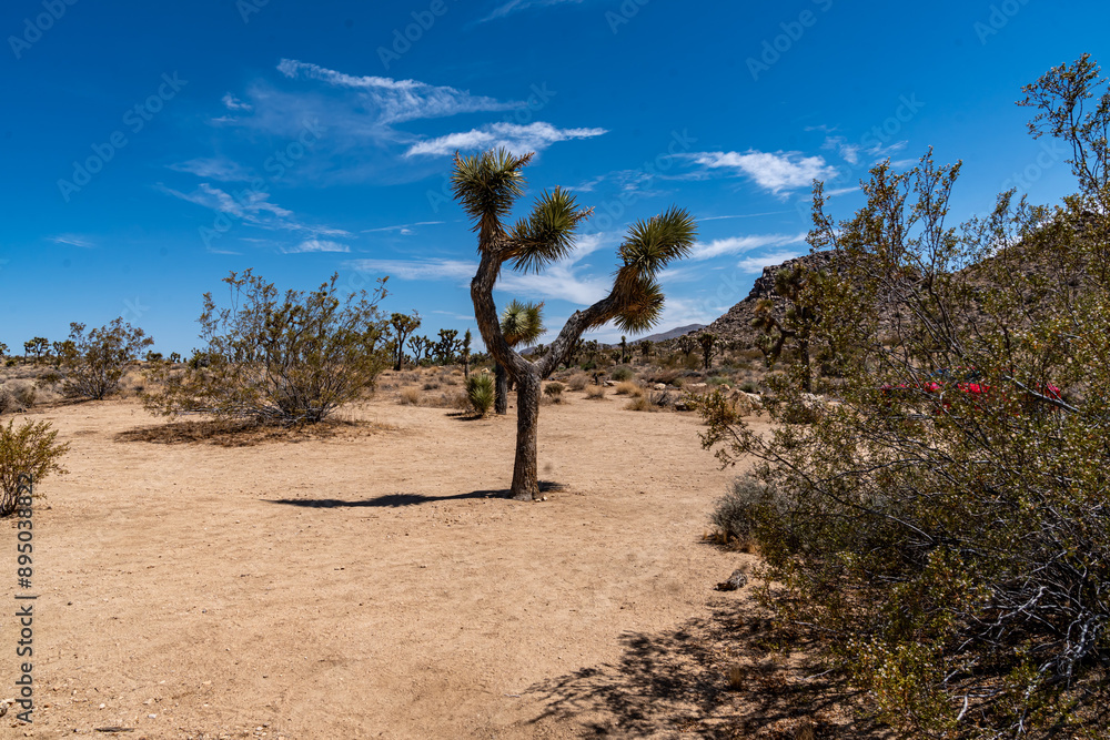 Joshua Trees, cacti, and other succulents and plants as seen on a bright summer day at in sunny Southern California