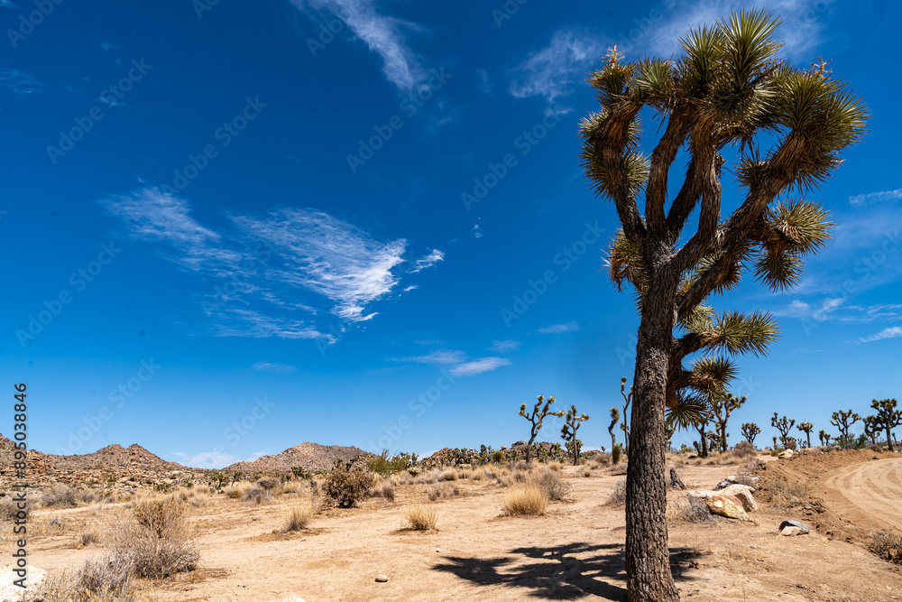 Joshua Trees, cacti, and other succulents and plants as seen on a bright summer day at in sunny Southern California