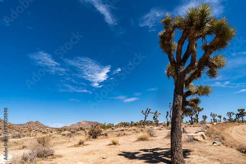 Joshua Trees, cacti, and other succulents and plants as seen on a bright summer day at in sunny Southern California 