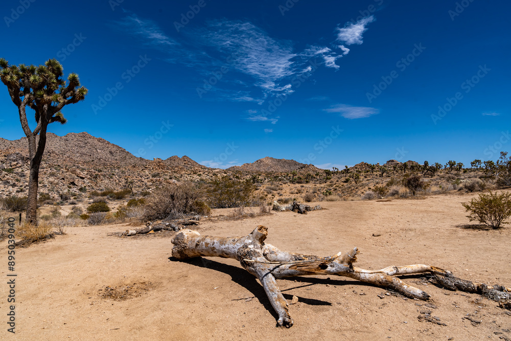 Joshua Trees, cacti, and other succulents and plants as seen on a bright summer day at in sunny Southern California