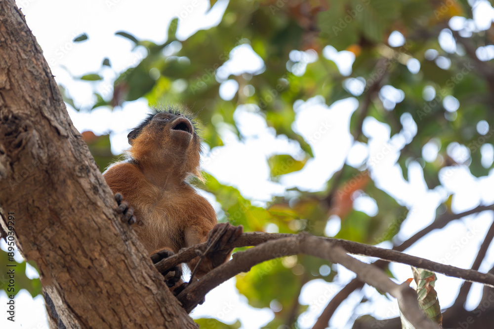 Western red colobus (Piliocolobus badius), male on the tree calling the female in mating season in Bijilo park in Gambia (Africa) Western red colobus (Piliocolobus badius), male on the tree calling the female in mating season in Bijilo park in Gambia (Africa)