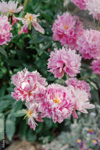 Close-up of vibrant pink peony flowers in full bloom in a garden