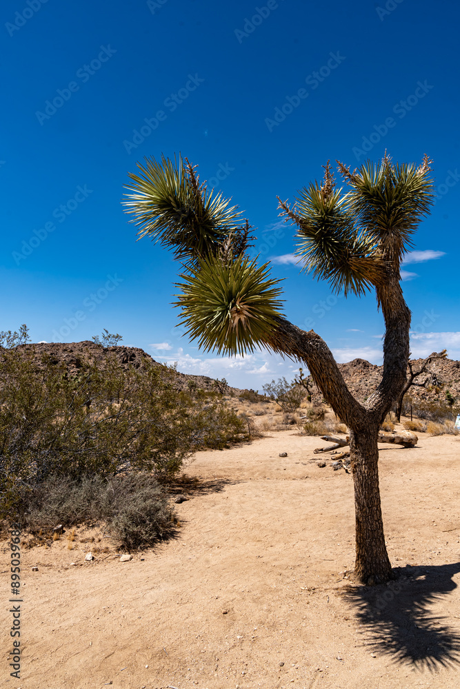 Joshua Trees, cacti, and other succulents and plants as seen on a bright summer day at in sunny Southern California
