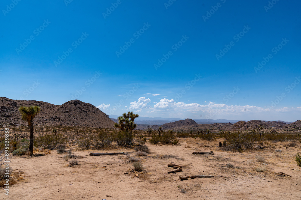 Joshua Trees, cacti, and other succulents and plants as seen on a bright summer day at in sunny Southern California