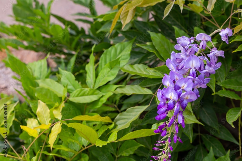 Beautiful Purple Flower Cluster in Green Foliage Beautiful Purple Flower Cluster in Green Foliage