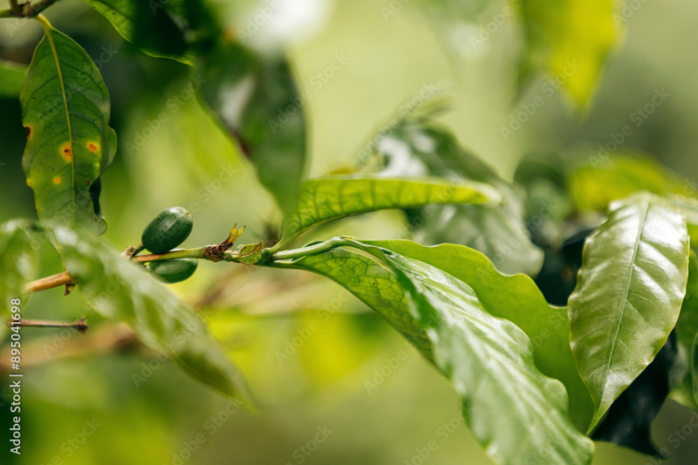 Coffee tree in Bolaven Plateau in Laos; Laos