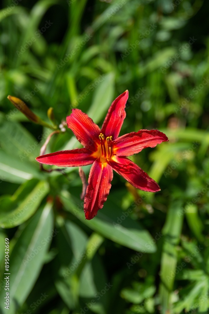 Vibrant Red Daylily in Bloom in Green Garden Setting Vibrant Red Daylily in Bloom in Green Garden Setting