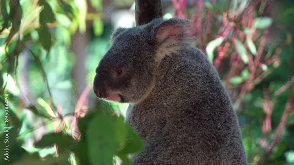 Profile portrait shot of a cute koala on the tree, sitting under the shade, wondering around the surroundings. Profile portrait shot of a cute koala on the tree, sitting under the shade, wondering around the surroundings.