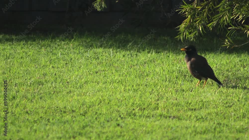 Common Indian Myna Bird Standing In Garden Moving Its Head Sunny Daytime Australia Gippsland Victoria Maffra Common Indian Myna Bird Standing In Garden Moving Its Head Sunny Daytime Australia Gippsland Victoria Maffra