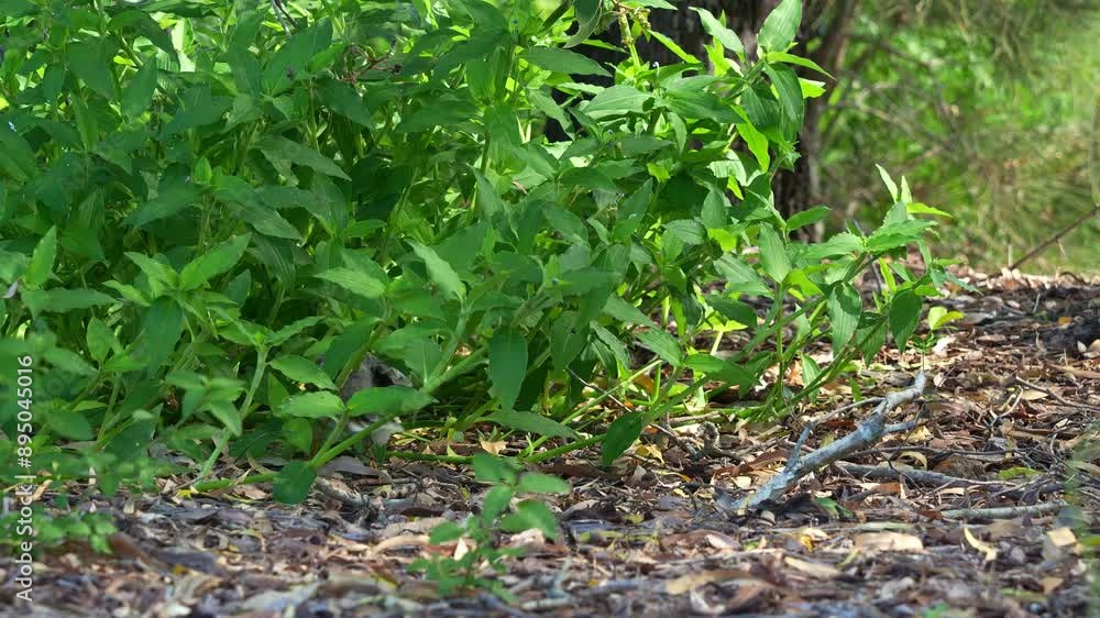 Wild noisy miners, manorina melanocephala hopping from the forest ground, trying to reach the top of a bush, foraging for flowering plants. Wild noisy miners, manorina melanocephala hopping from the forest ground, trying to reach the top of a bush, foraging for flowering plants.