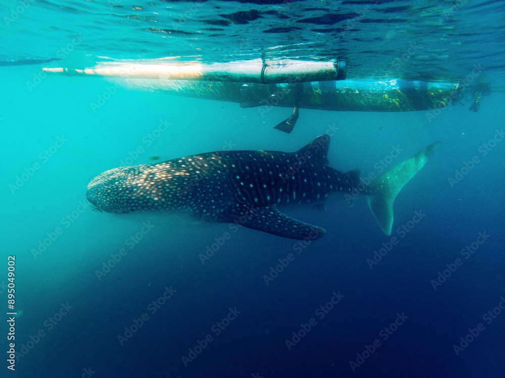Whale Shark (Rhincodon typus) surfacing in the clear turquoise water beside the bottom of a boat in the Gulf of Tomini, Molucca Sea; Gorontalo, Botubarani, Kabila Bone, Bone Bolango Regency, Indonesia Whale Shark (Rhincodon typus) surfacing in the clear turquoise water beside the bottom of a boat in the Gulf of Tomini, Molucca Sea; Gorontalo, Botubarani, Kabila Bone, Bone Bolango Regency, Indonesia