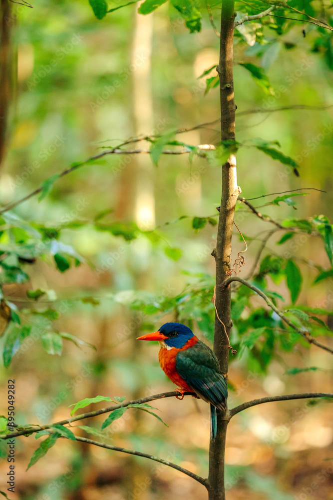 Colourful bird perched on a branch in Tangkoko Batuangus Nature Reserve, Sulawesi Utara, Indonesia; Bitung Utara, Batuputih Atas, Kecamatan Ranowulu, Kota Bitung, Sulawesi Utara, Indonesia Colourful bird perched on a branch in Tangkoko Batuangus Nature Reserve, Sulawesi Utara, Indonesia; Bitung Utara, Batuputih Atas, Kecamatan Ranowulu, Kota Bitung, Sulawesi Utara, Indonesia