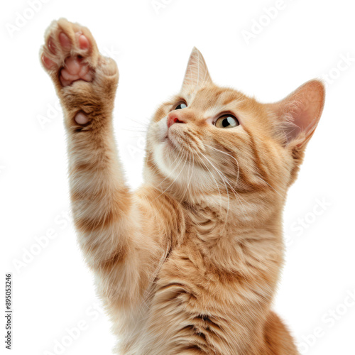 haft body orange cat giving hand cut out background