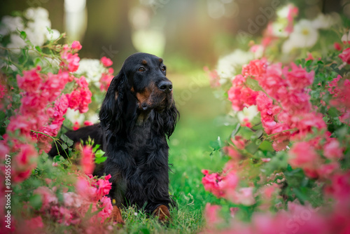 Принти на полотні Amazing gordon setter dog female in rosses