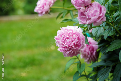 Fototapeta Naklejka Na Ścianę i Meble -  Pink peony bush in the garden. closeup. Space for text